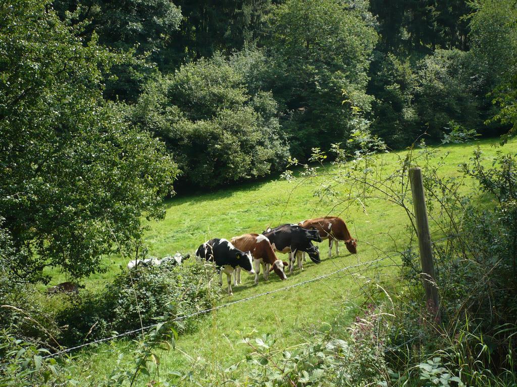 Ferienwohnungen Meindl Idar-Oberstein Habitación foto